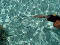 bora bora snorkeling 10 